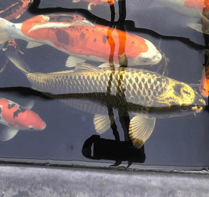 Grote zware Koi 70cm goud geel metalic met zwart, Dieren en Toebehoren, Karper of Koi