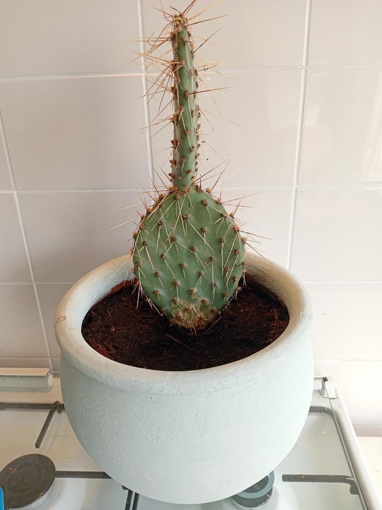 Mooie grote schijfcactus, Volle zon, Vaste plant, Bloeit niet, Ophalen