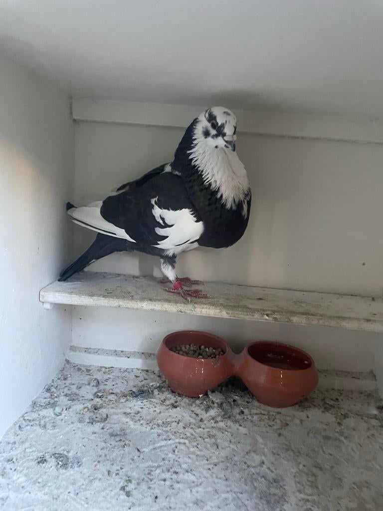 Kropper, Dieren en Toebehoren, Mannelijk, Kropper