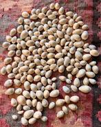 Mooie Kauri schelpen - Decoratie en knutselmateriaal, Ophalen of Verzenden, Gebruikt