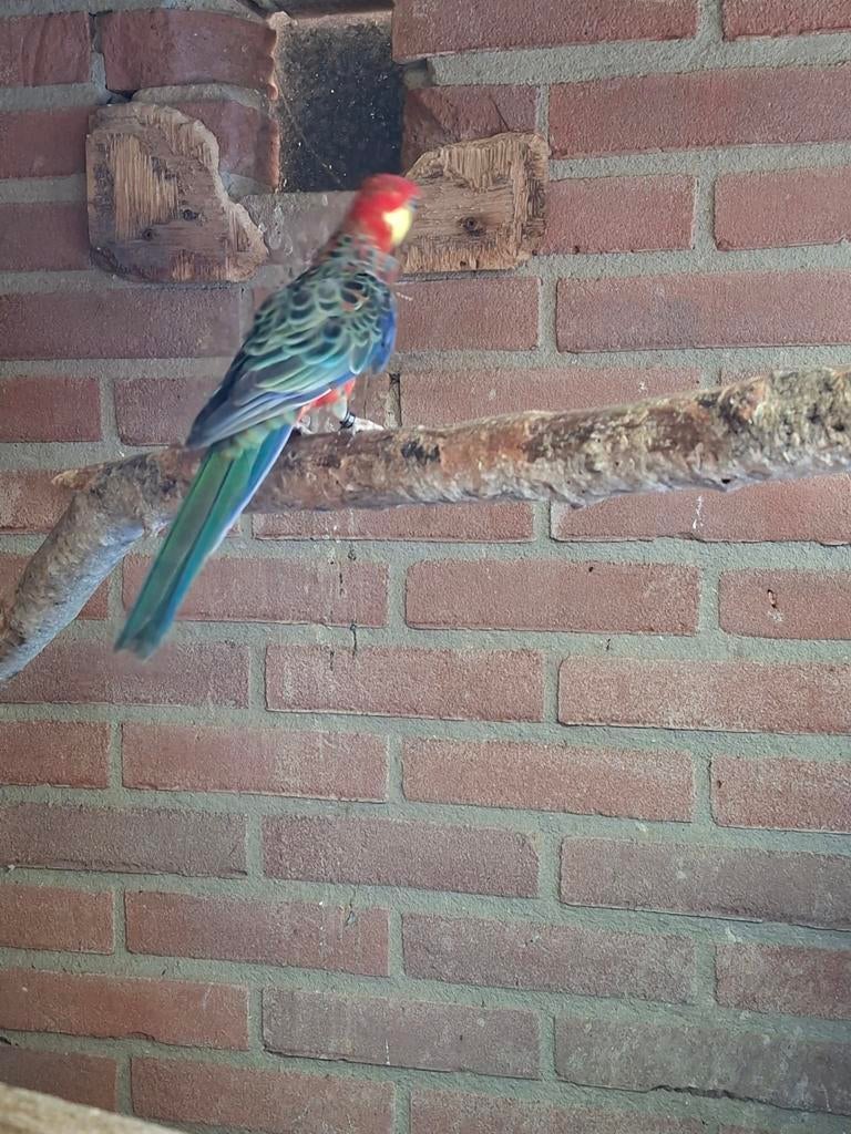 Mooie Stanley rossela man, Dieren en Toebehoren, Mannelijk, Parkiet