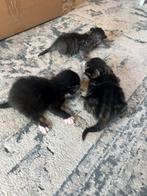 Kittens geboren 12maart, Meerdere dieren
