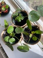 Pannenkoek plantjes, Ophalen, Halfschaduw, Minder dan 100 cm