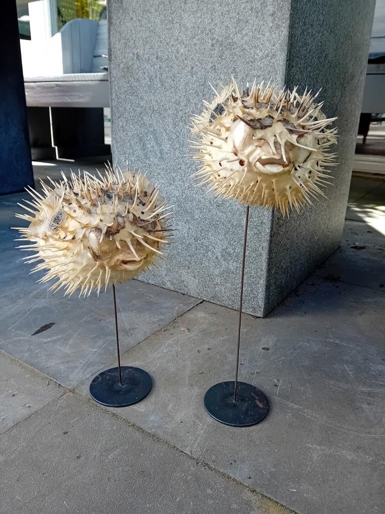 Taxidermie opgezette ballonvissen, Ophalen of Verzenden, Vogel, Opgezet dier