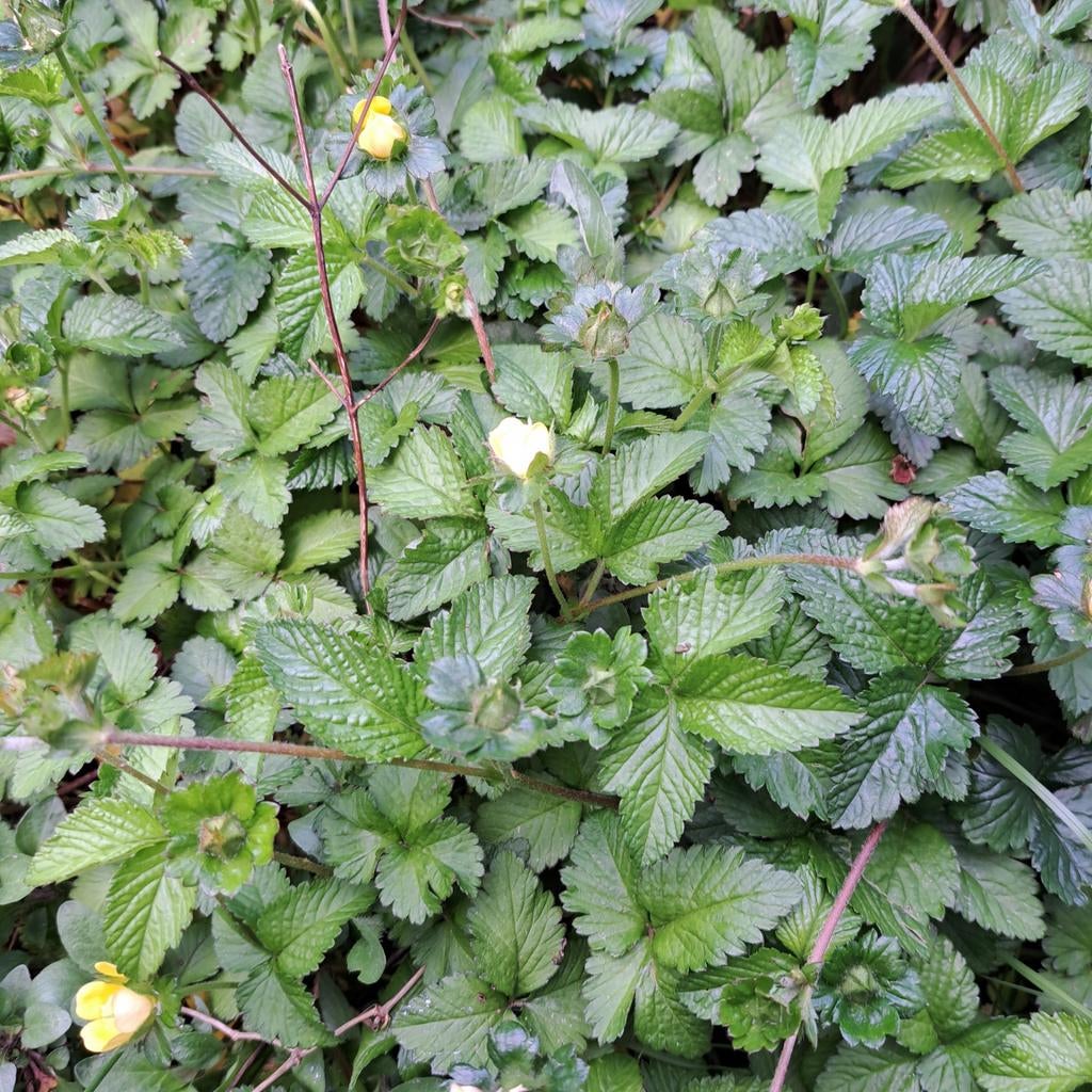 Gratis 'Schijnaardbij', bodembedekker, Tuin en Terras, Planten | Struiken en Hagen, Ophalen, Overige soorten, Minder dan 100 cm