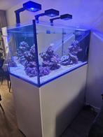 Aquarium Red Sea Peninsula 500L, Dieren en Toebehoren, Ophalen, Zo goed als nieuw, Gevuld zeewateraquarium