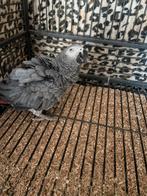 Rood staart, Mannelijk, Parkiet, Tam