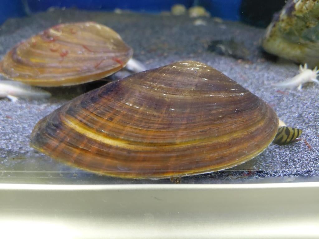 Mosselen voor in de vijver, Dieren en Toebehoren, Vissen | Vijvervissen, Overige soorten