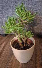 Crassula ovata, Huis en Inrichting, Ophalen, Vetplant, In pot, Minder dan 100 cm