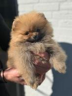 Uniek pomerianan teefje pomeriaan bearface, Dieren en Toebehoren, Particulier, 15 weken tot 1 jaar, Buitenland, Teef