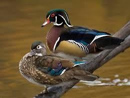Watervogels/siereenden, Meerdere dieren, Eend