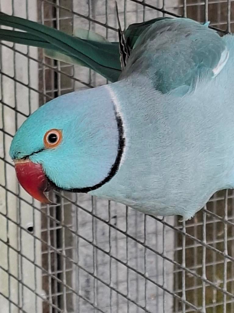 Baby's halsbandparkieten blauw, Meerdere dieren, Parkiet