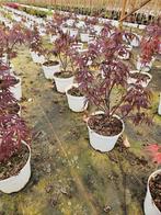 Acer atropurpureum te koop!, Ophalen, Esdoorn, Struik, Minder dan 100 cm