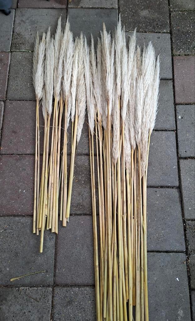 Pampasgras pluimen, Ophalen of Verzenden