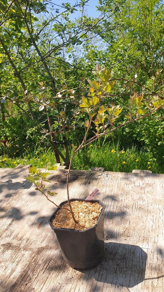 Limonadestruik (Rhus aromatica), Tuin en Terras, Planten | Bomen, Overige soorten, Lente, Minder dan 100 cm, Ophalen