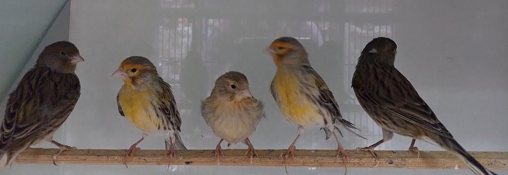 Kanaries agaat mozaïek poppen en mannen, Dieren en Toebehoren, Vogels | Kanaries, Meerdere dieren, Kleurkanarie