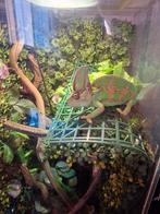 Uniek terrarium. 2 aan elkaar., Hagedis, Met terrarium, 0 tot 2 jaar