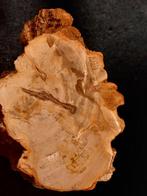 Versteend hout, Ophalen