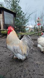 Haan zoekt nieuw thuis, cochin kriel, Dieren en Toebehoren, Pluimvee, Mannelijk, Kip