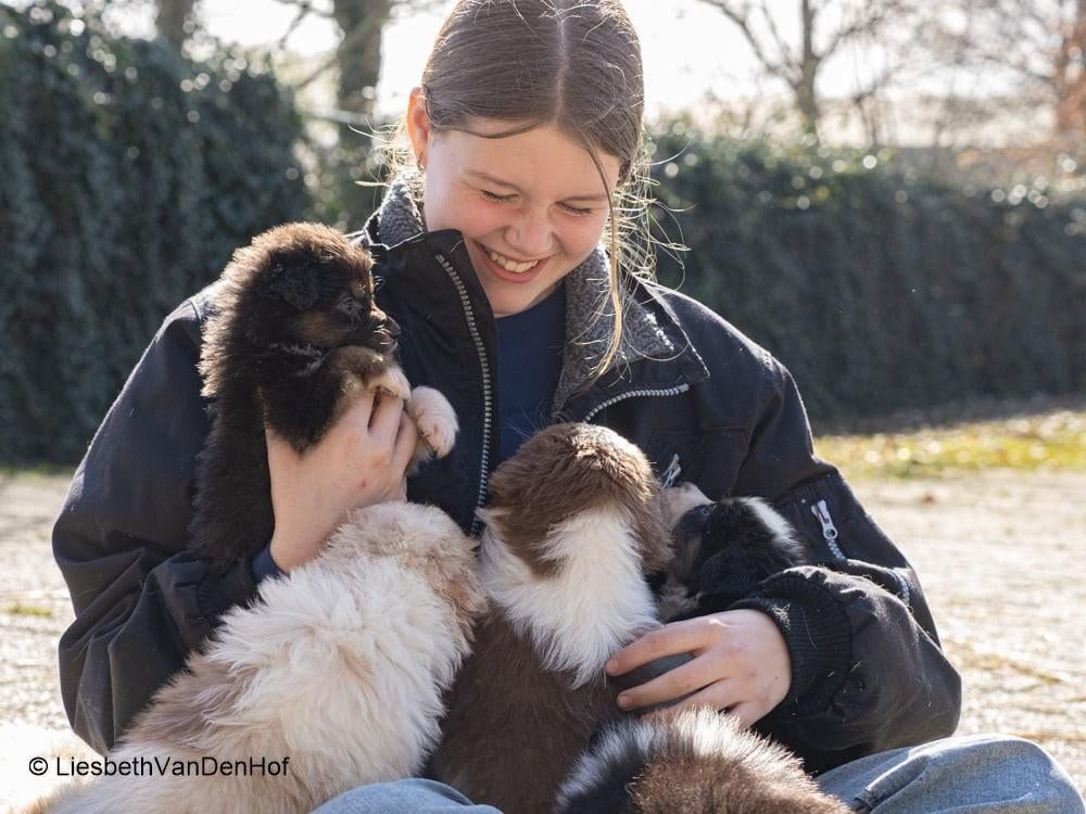 Australian Shepherd pups, prachtige lijnen, sociaal & stabie, Parvo, Overige rassen, 8 tot 15 weken, Meerdere