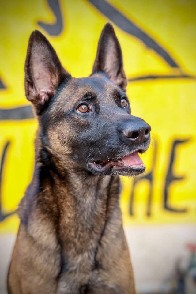 Mechelse Herder Adoptie, Dieren en Toebehoren, Honden | Herdershonden en Veedrijvers, Particulier, Reu, Buitenland, Eén hond