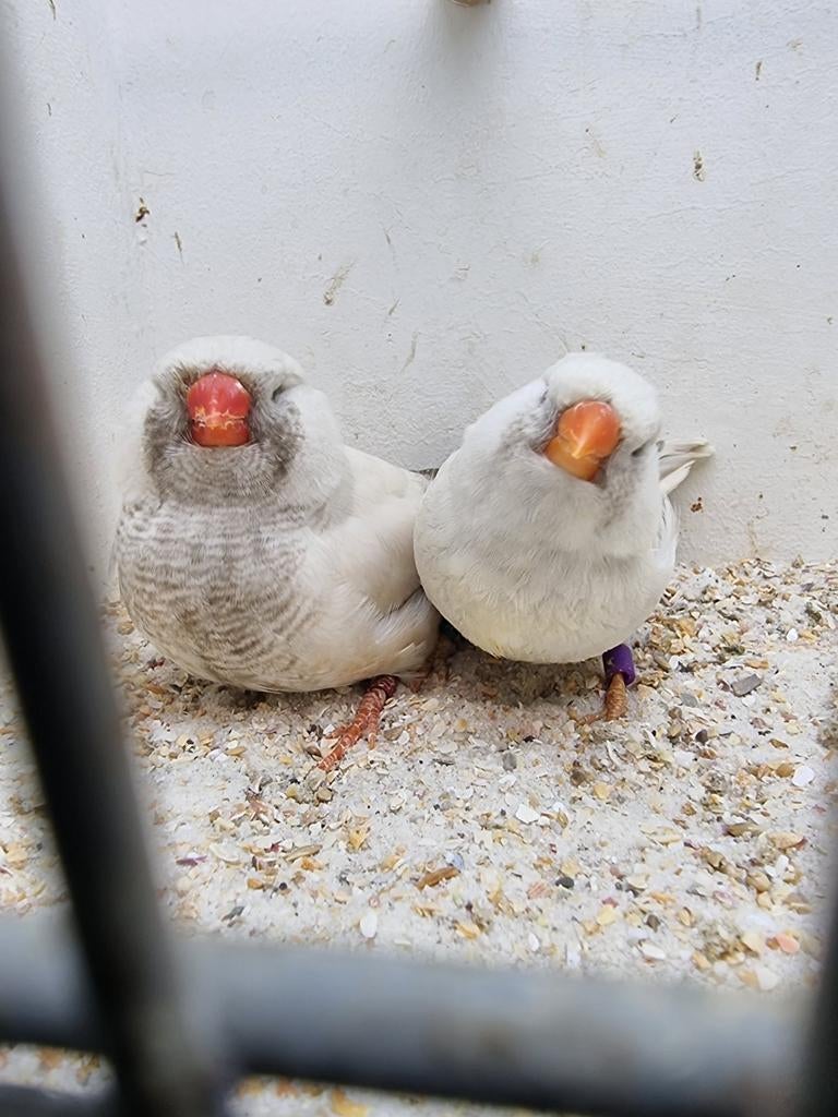 Te koop koppel charcoal masker roodoogen, Meerdere dieren