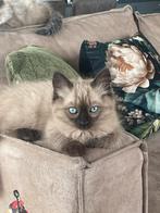 Lieve ragdoll, Kater, Ontwormd, 0 tot 2 jaar