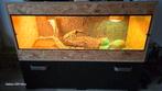 Baardagaam Man 2 jaar incl: terrarium compleet en onderkast, Hagedis, Met terrarium, 0 tot 2 jaar