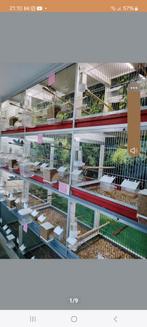 Van keulen broedkooien met foto achterwand en verlichting, Ophalen, Hout, Broedkooi of Kweekkooi