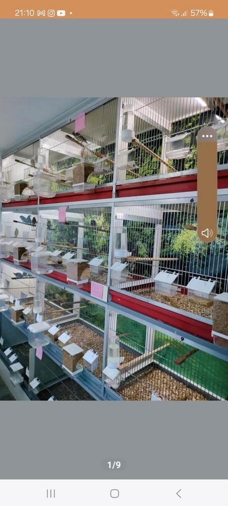 Van keulen broedkooien met foto achterwand en verlichting, Dieren en Toebehoren, Vogels | Hokken en Kooien, Broedkooi of Kweekkooi