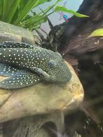 L200 Green phantom, Vis