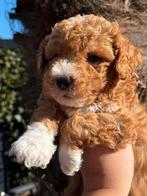 Mini labradoodle pups - mini doodle pups, Parvo, Nederland, Overige rassen, 8 tot 15 weken