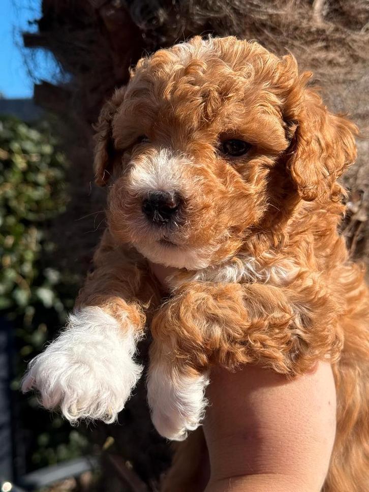 Mini labradoodle pups - mini doodle pups, Dieren en Toebehoren, Honden | Chihuahua's en Gezelschapshonden, Meerdere dieren, Overige rassen