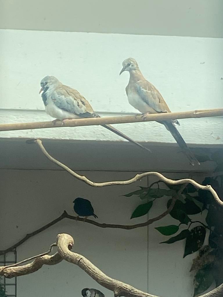 Te koop 2-1 zwartmaskerduif, Meerdere dieren, Overige soorten