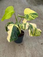 Monstera Aurea, Ophalen of Verzenden, Halfschaduw, Minder dan 100 cm
