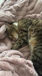 Overname onze kat Lila, Dieren en Toebehoren, Poes