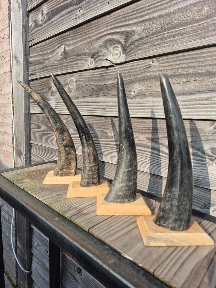 Hoorns, Verzamelen, Dierenverzamelingen, Zo goed als nieuw, Overige typen, Overige soorten, Ophalen of Verzenden