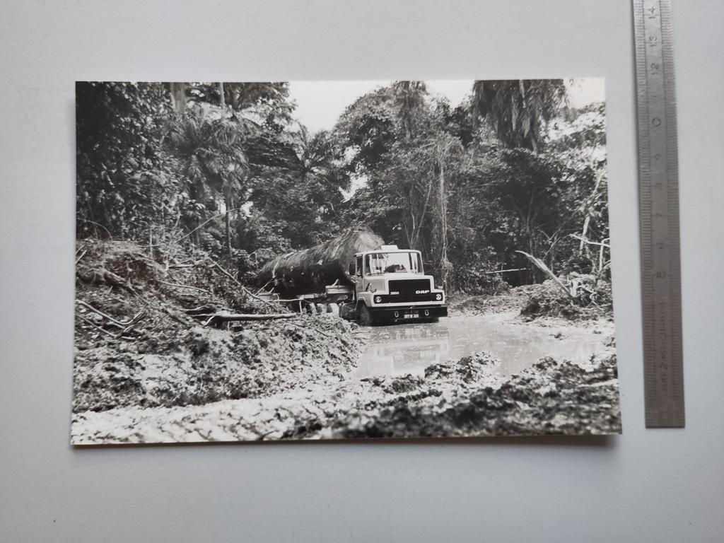 DAF N-2800 jungle Persfoto (019), Ophalen of Verzenden, Zo goed als nieuw, Overige merken