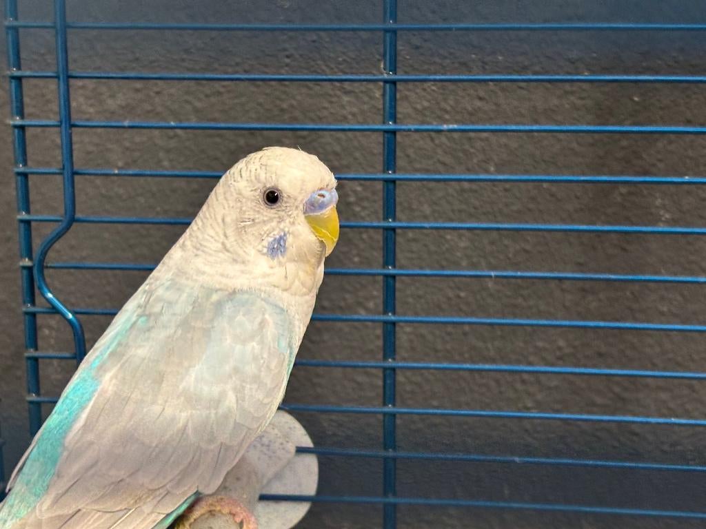 Fraai onverwant koppel grasparkieten + nieuwe kooi + toeb., Dieren en Toebehoren, Vogels | Parkieten en Papegaaien, Meerdere dieren