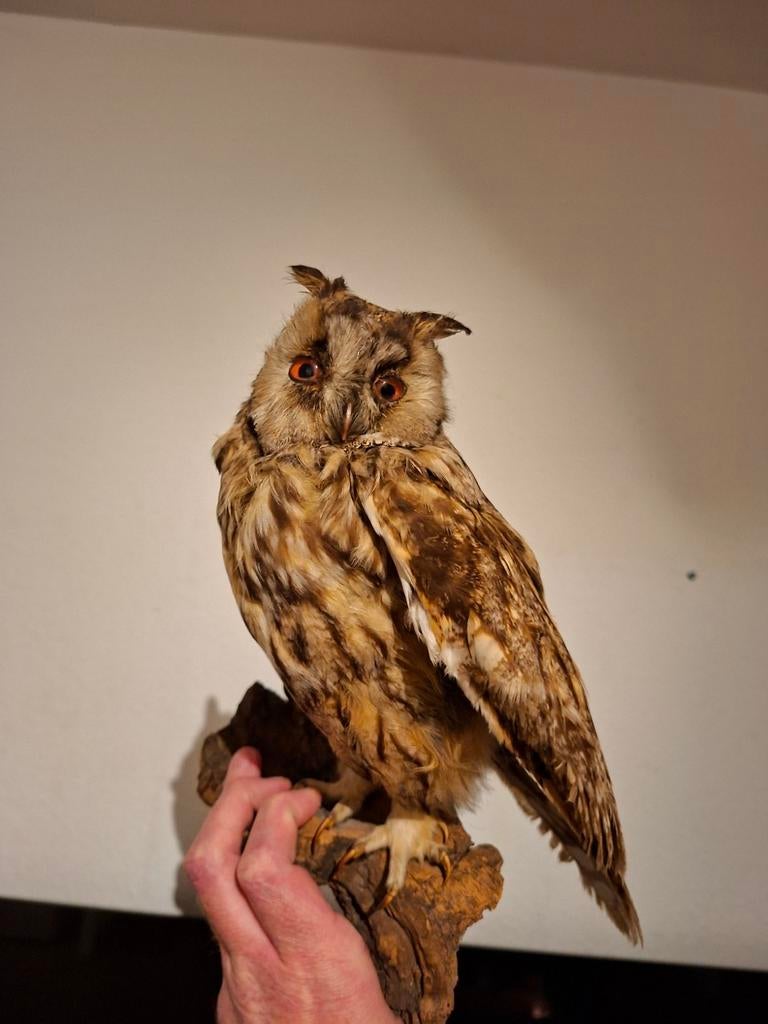Opgezette ransuil uil vogel taxidermie, Verzamelen, Ophalen of Verzenden, Vogel, Opgezet dier