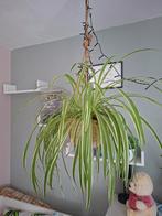 Grote Graslelie zonder hangpot, Overige soorten, In pot, Minder dan 100 cm, Groene kamerplant