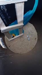 Te koop kweekkoppel blauwgele aras, Meerdere dieren, Papegaai