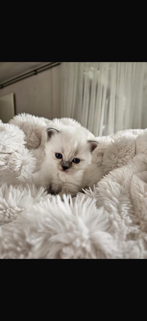 Kitten, Dieren en Toebehoren, Katten en Kittens | Overige Katten, Meerdere dieren