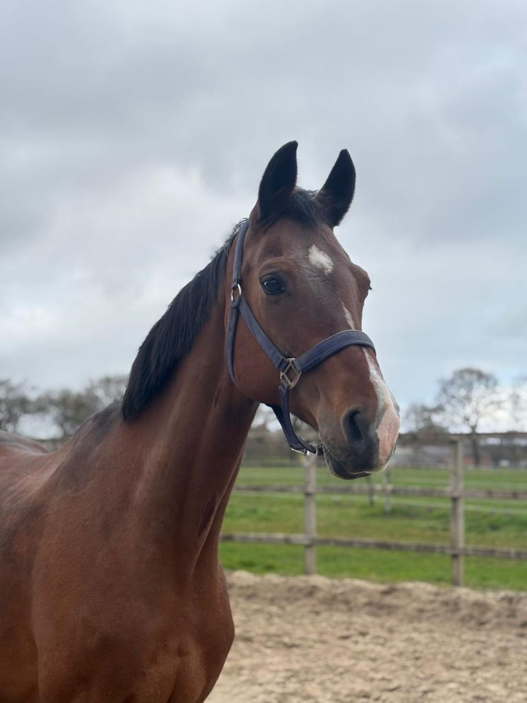 Mooie fokmerrie of weidemaatje te koop!, Dieren en Toebehoren, Paarden, Merrie, Niet van toepassing, 160 tot 165 cm, Met stamboom