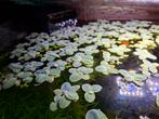 Salvinia minima aquariumplant, drijfplant, Ophalen, Zo goed als nieuw, Plant(en), Steen of Hout