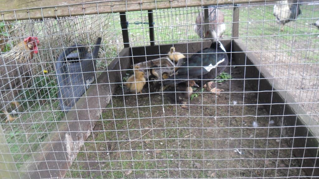 kaapse eenden kuikens, Dieren en Toebehoren, Pluimvee, Meerdere dieren, Eend