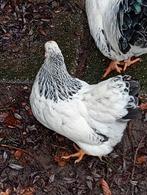 Columbia wyandotte trio, Dieren en Toebehoren, Pluimvee