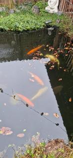 3 goudwindes 2 koi's en een zonnebaars, Karper of Koi