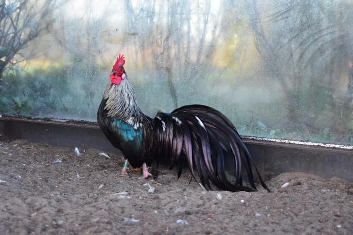 Prachtig trio krielen, heel sierlijke dieren, Dieren en Toebehoren, Pluimvee, Kip, Meerdere dieren