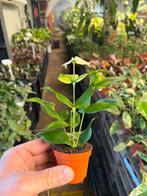 Hoya polyneura - Vissenstaart Hoya in 6 cm pot, Ophalen of Verzenden